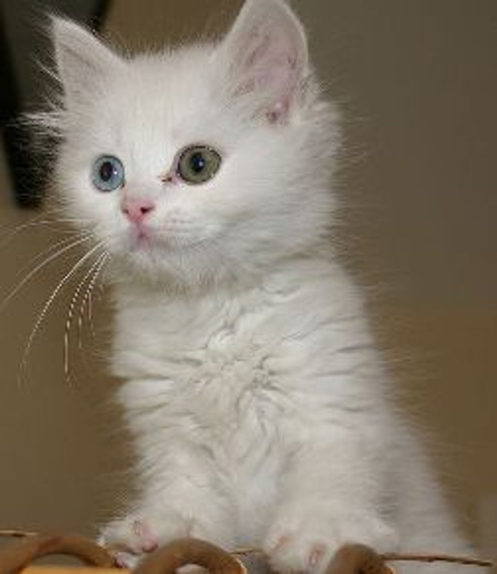 Do Cats Cry Emotional Tears?
