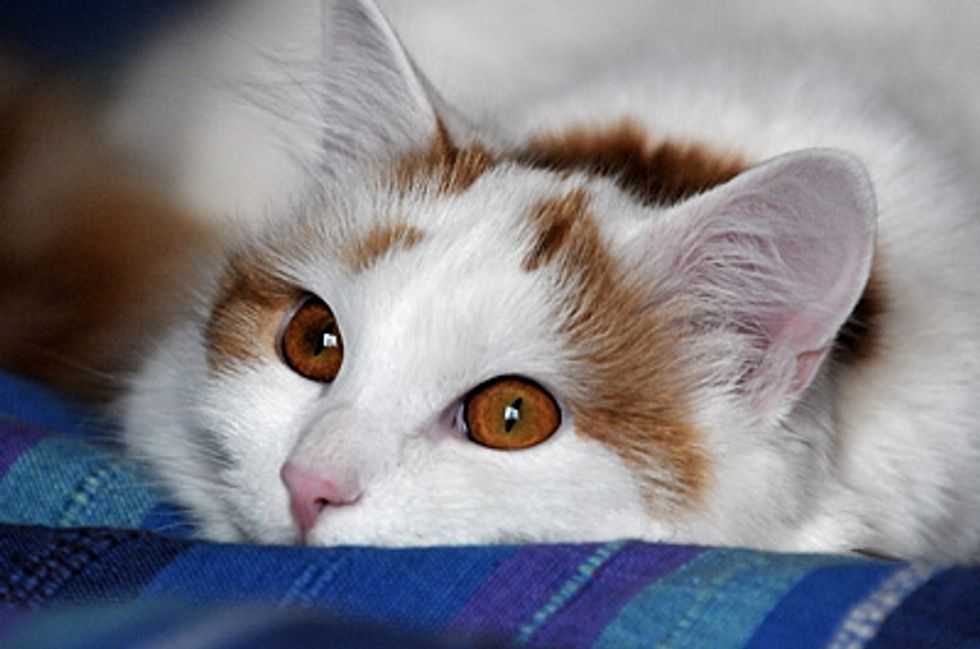 Basic Nutrition For Cats