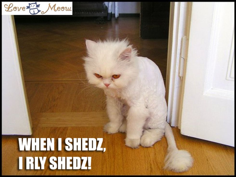 Add Lolcat Captions Love Meow add-lolcat-captions-love-meow