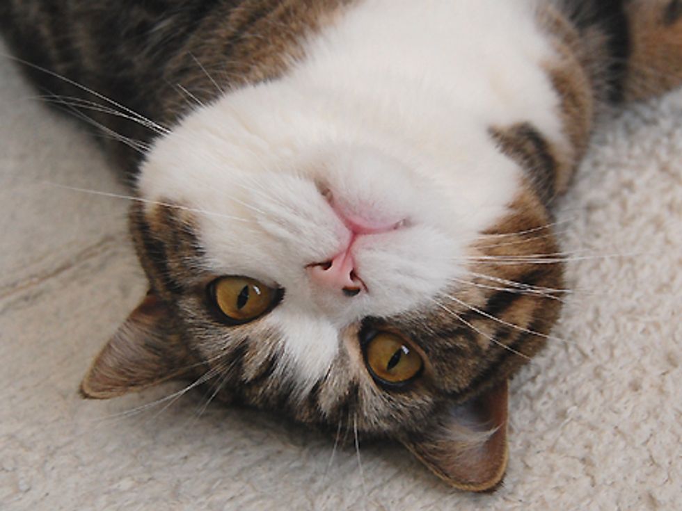 Video: Maru and a Hole