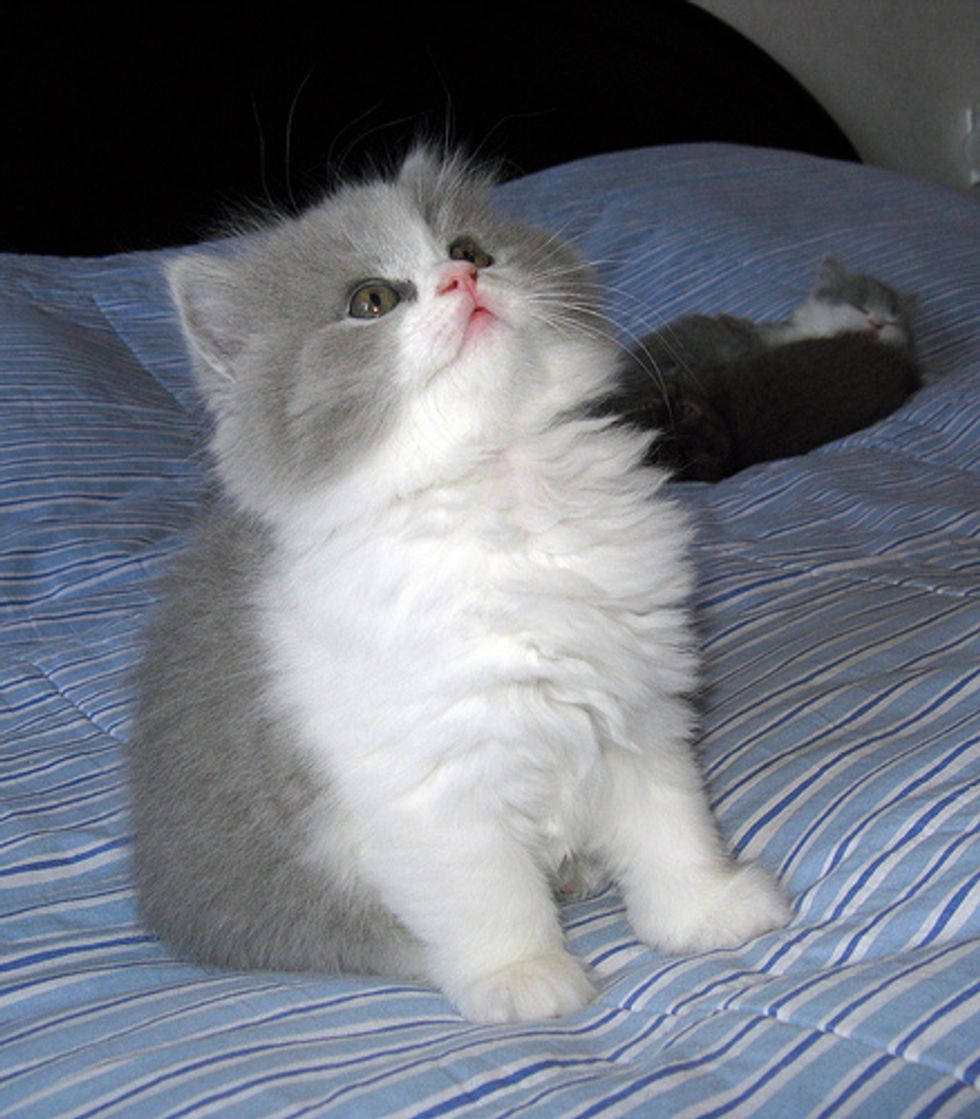 10 Catwise Mealtime Tips