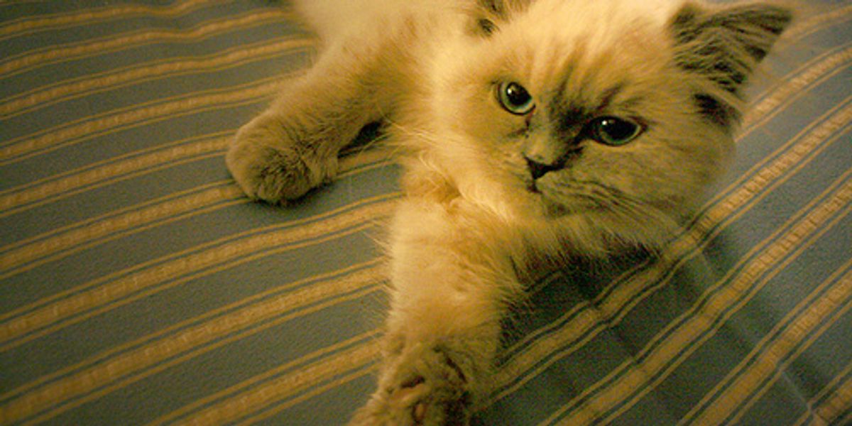 Top Reasons Why Cats Lose Their Homes Love Meow