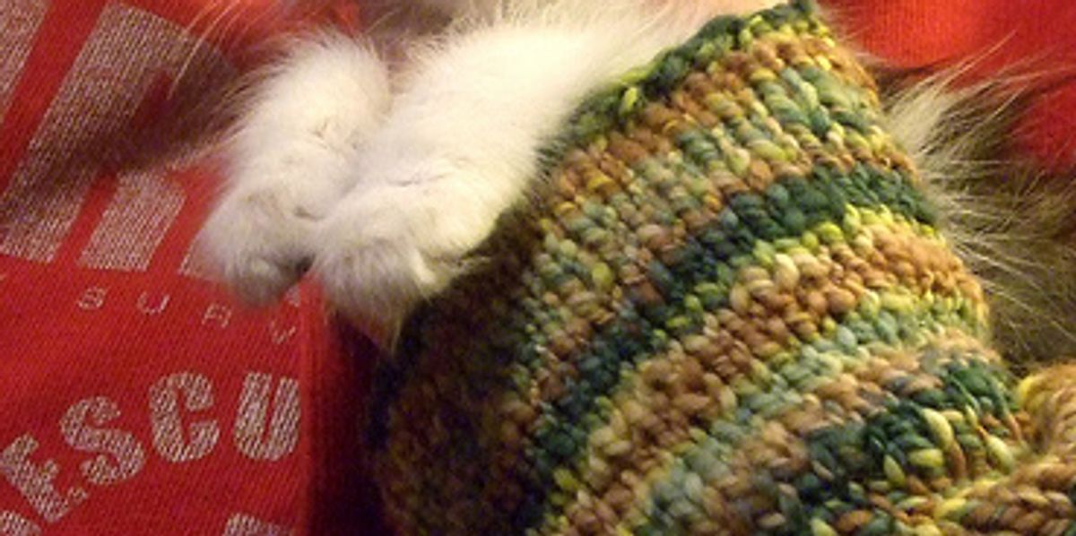 Why Does My Kitten Eat Adult Food Love Meow