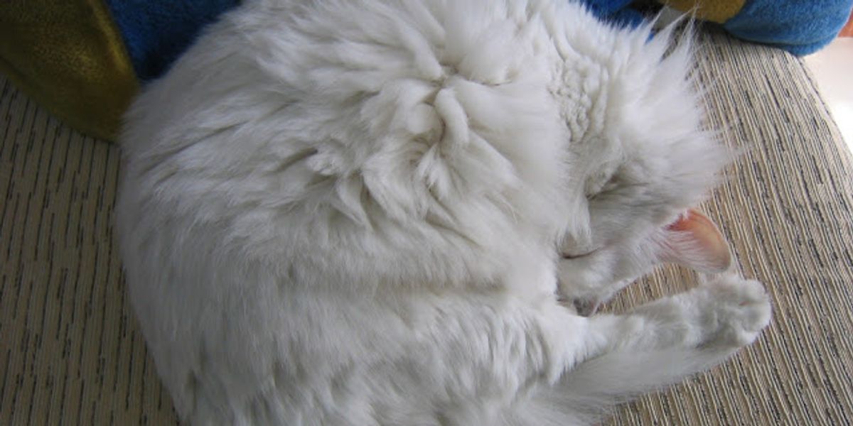 Do Cats Have Souls Love Meow