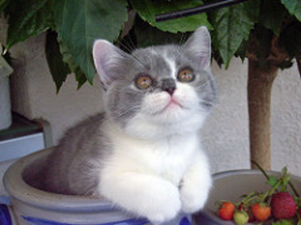 1 Million Lottery Winner Thanks Kittens for It
