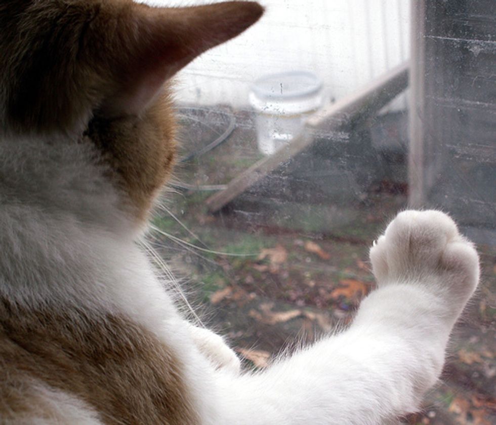 When An Indoor Cat Meets An Outdoor Cat Love Meow