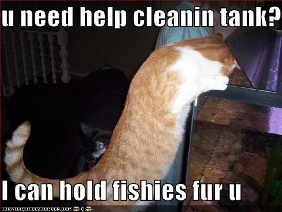 Cats and Fish