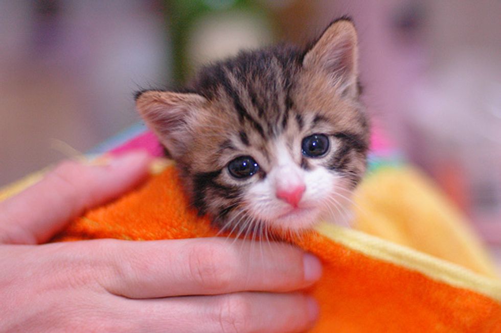How to Bathe a Kitten
