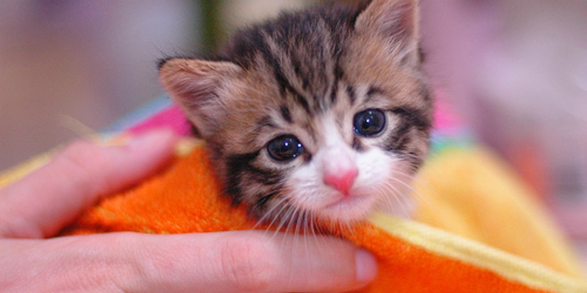 How to Bathe a Kitten Love Meow