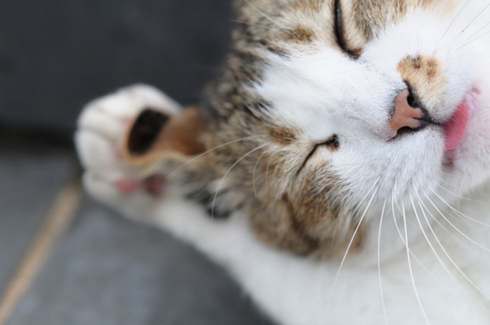 Why Does My Cat Stick His Tongue Out Love Meow