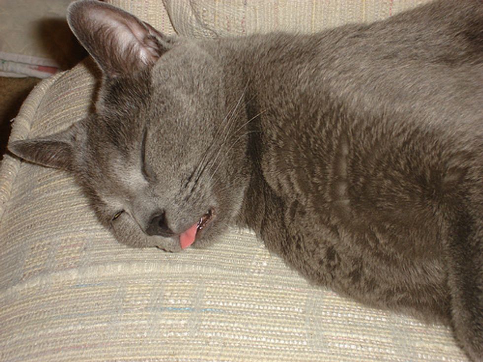 why-does-my-cat-stick-his-tongue-out-love-meow