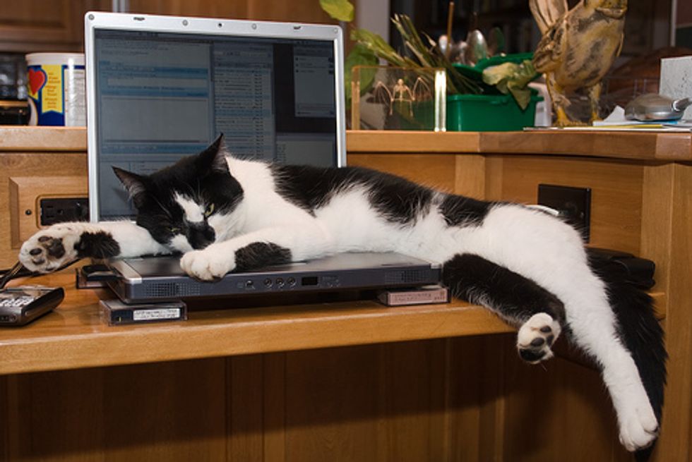 sleepy kitten computer