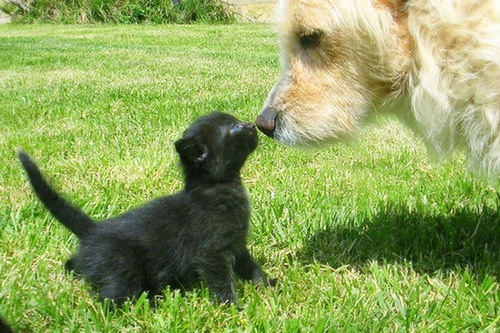 Dogs Cost More than Cats in a Life Time