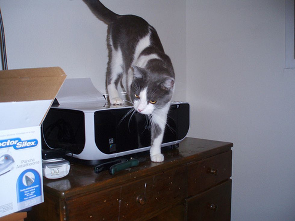 My Cat Attacks Printer and CD Player