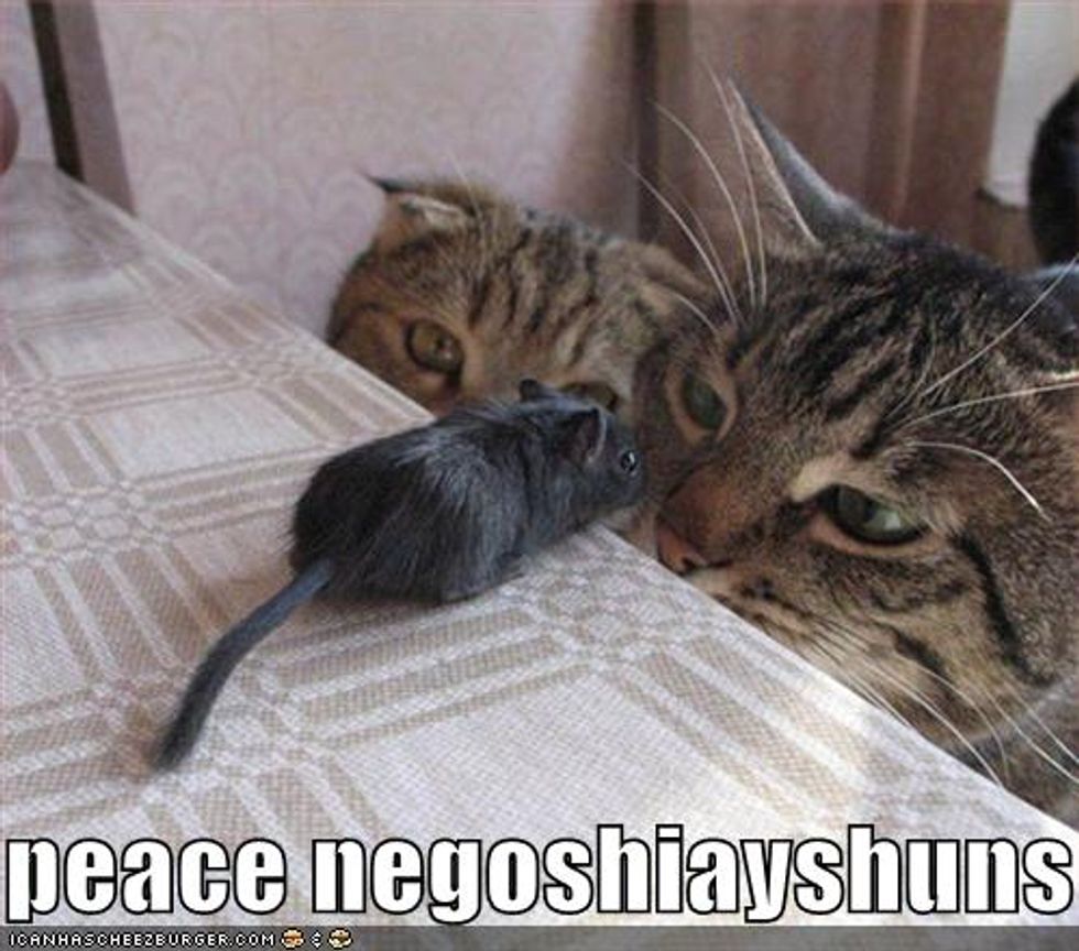 Cat Loves Mouse Video