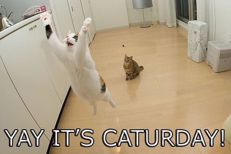funny cats caturday