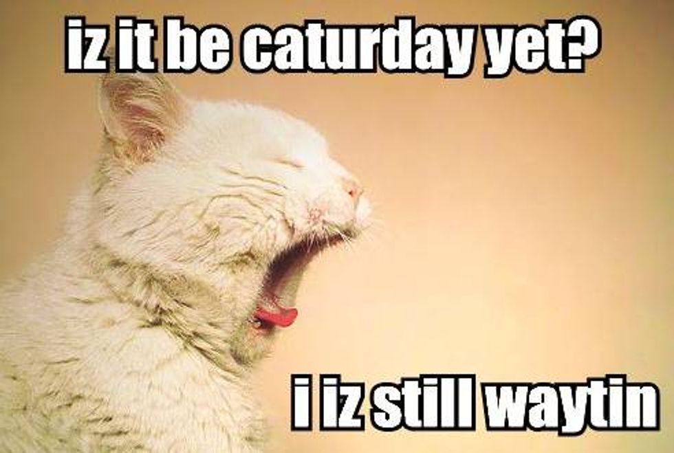 Caturday Pictures