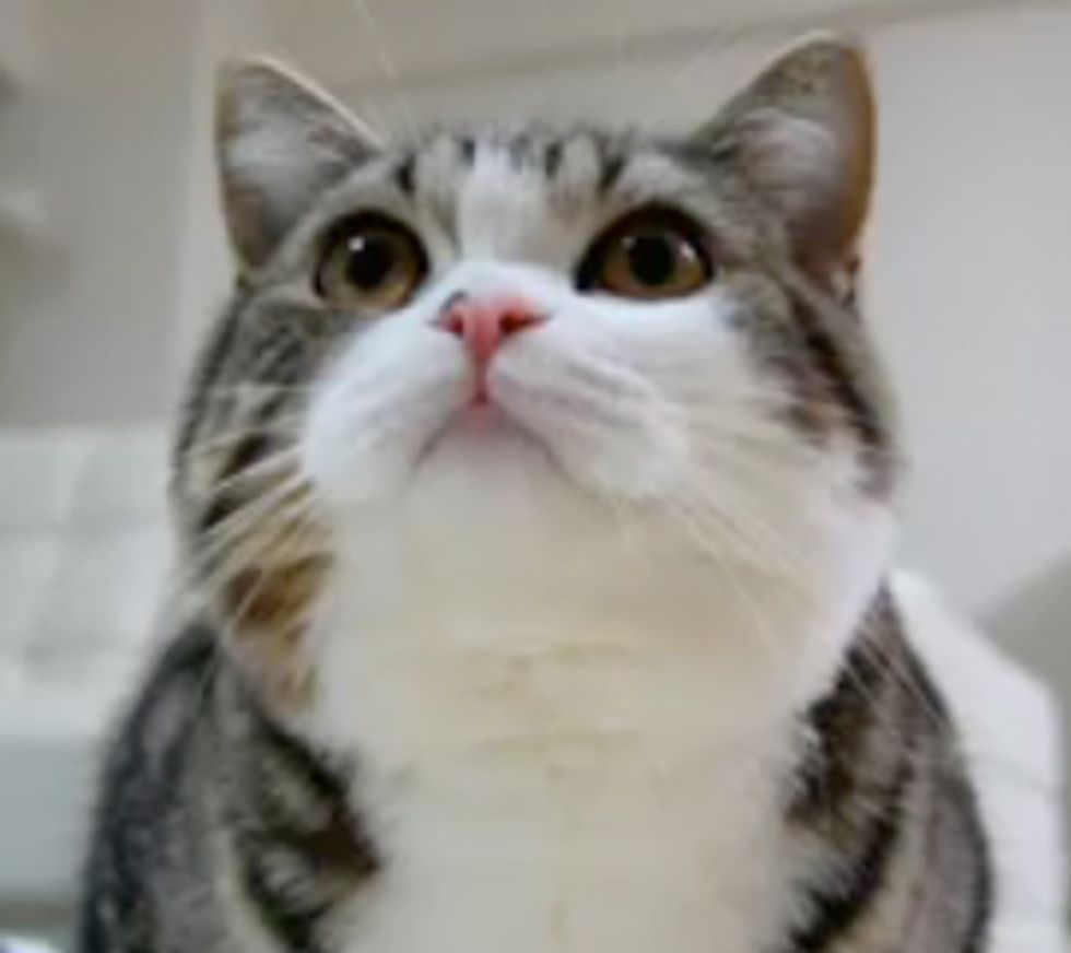 Maru and Recycling Bin Cat Video