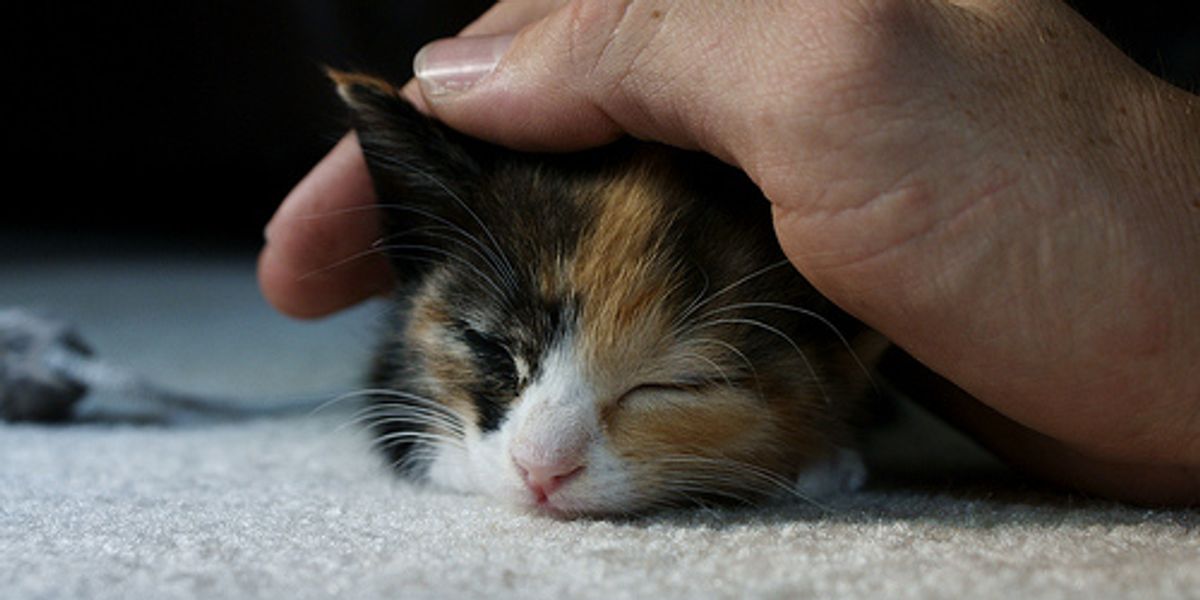 How to Help Your Cats Cope with Loud Thunder and Fireworks Love Meow