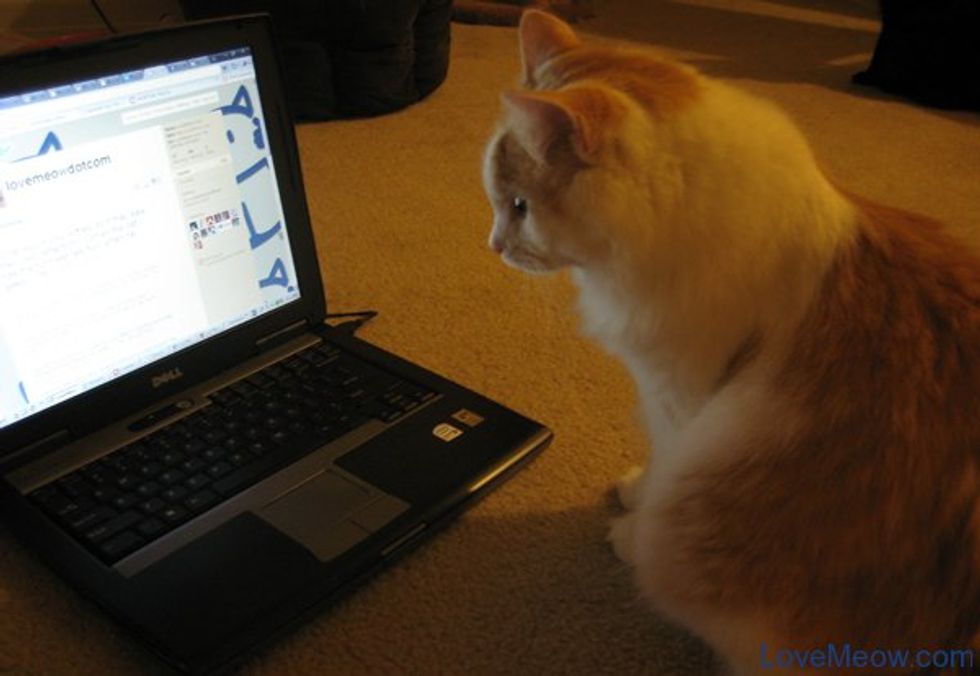 Cats that Tweet