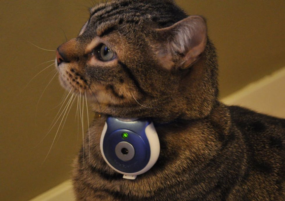 entertainment for cats home alone