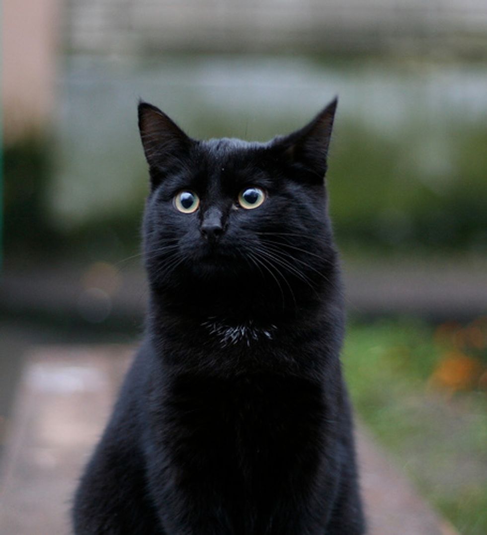 Affectionate Kitten Clings to Police Officer Video