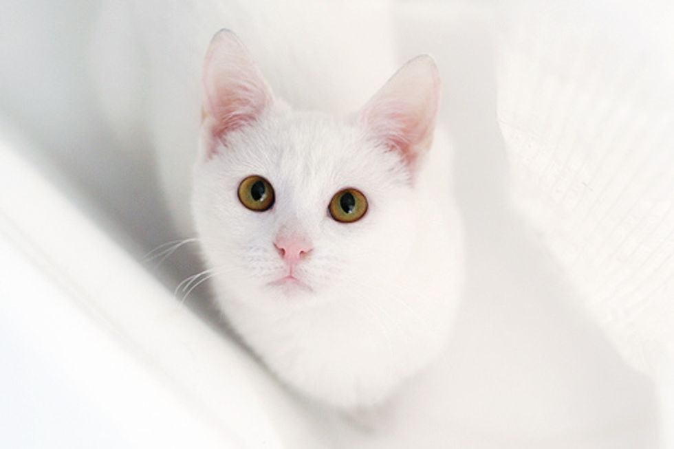 Mariah Carey 20 White Kittens Request Denied