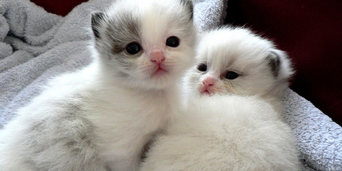 Spayed Cat Gave Birth to Kittens Love Meow