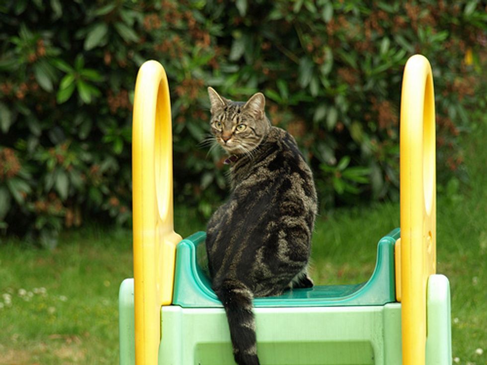 Kittens Playing on a Slide Video