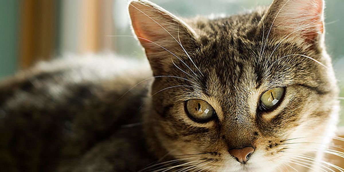 The Most Vocal Cat Video Love Meow