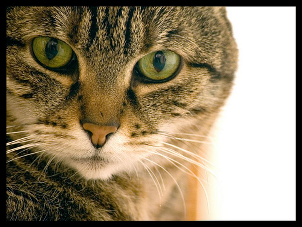 Cat Can Walk Again Thanks to Her Wheelchair