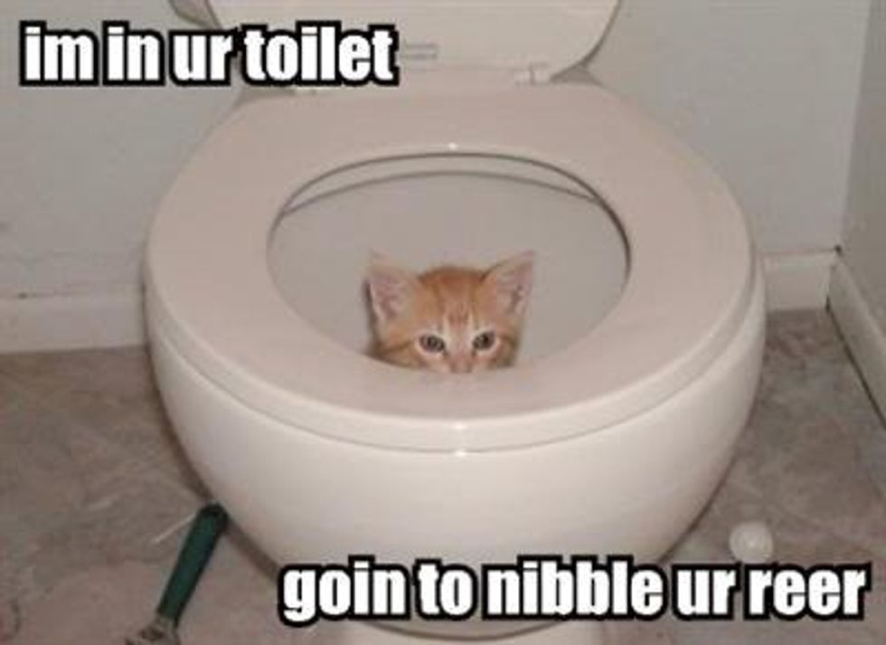 Cheezburger Time Bathroom Kitten Edition