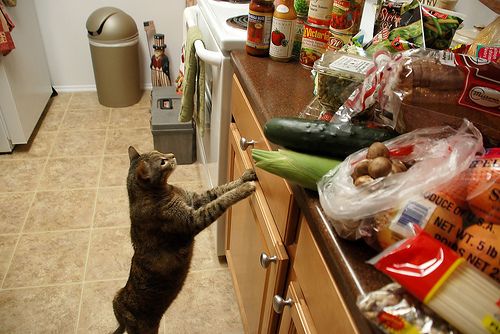 cats in the kitchen