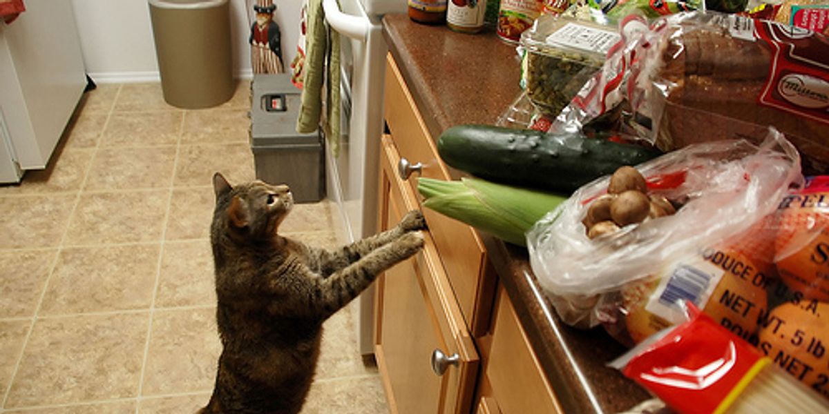 How to Keep My Cat off the Kitchen Counters Love Meow