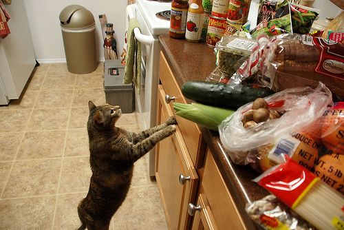cat kitchen counter