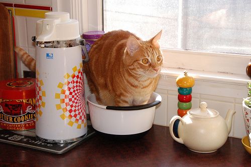 how can i keep my cat off the counter
