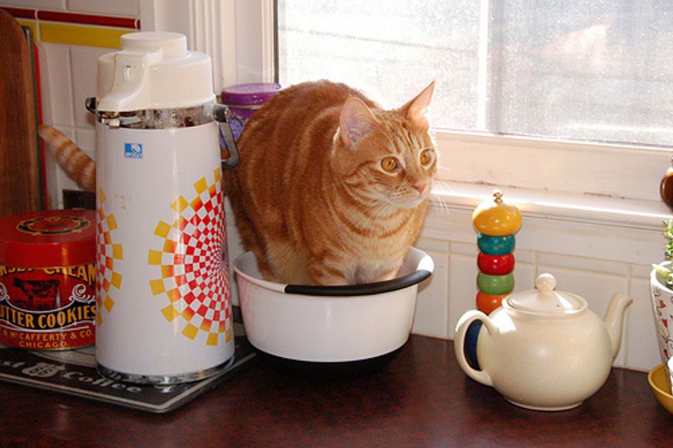 How to Keep My Cat off the Kitchen Counters Love Meow