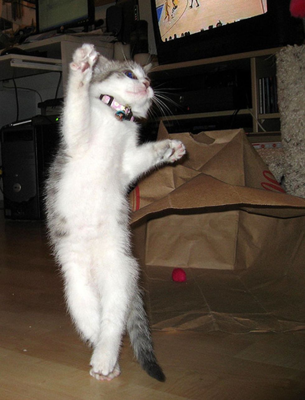 Cat Video Funny Dancing Kitten
