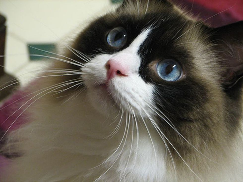 Video Maru the Cat Being Cautious
