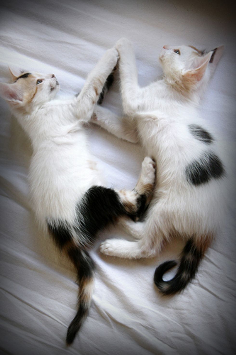 Cat Videos How to Choose and Train Your Human - Love Meow Cat Videos How to Choose and Train Your Human - Love Meow