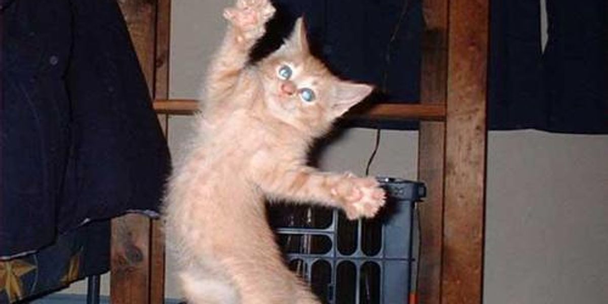Lolcat Cat and Kitten Jazz Hands Edition Love Meow