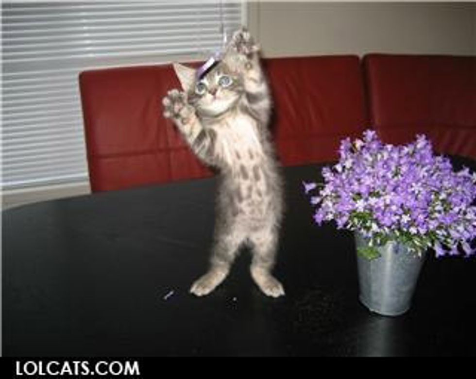 Lolcat Cat and Kitten Jazz Hands Edition Love Meow
