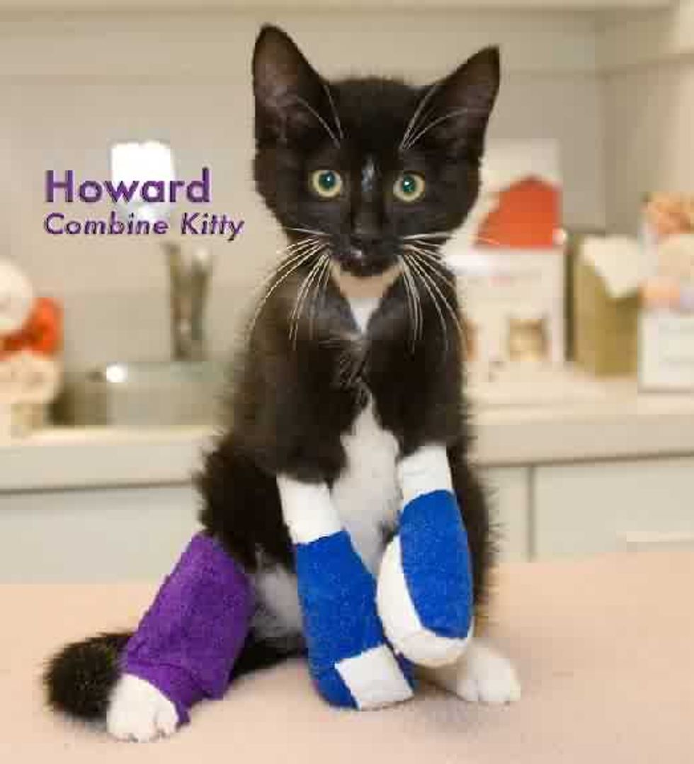 Howard Combine Kitten Lost Front Paws but Gained a New Life