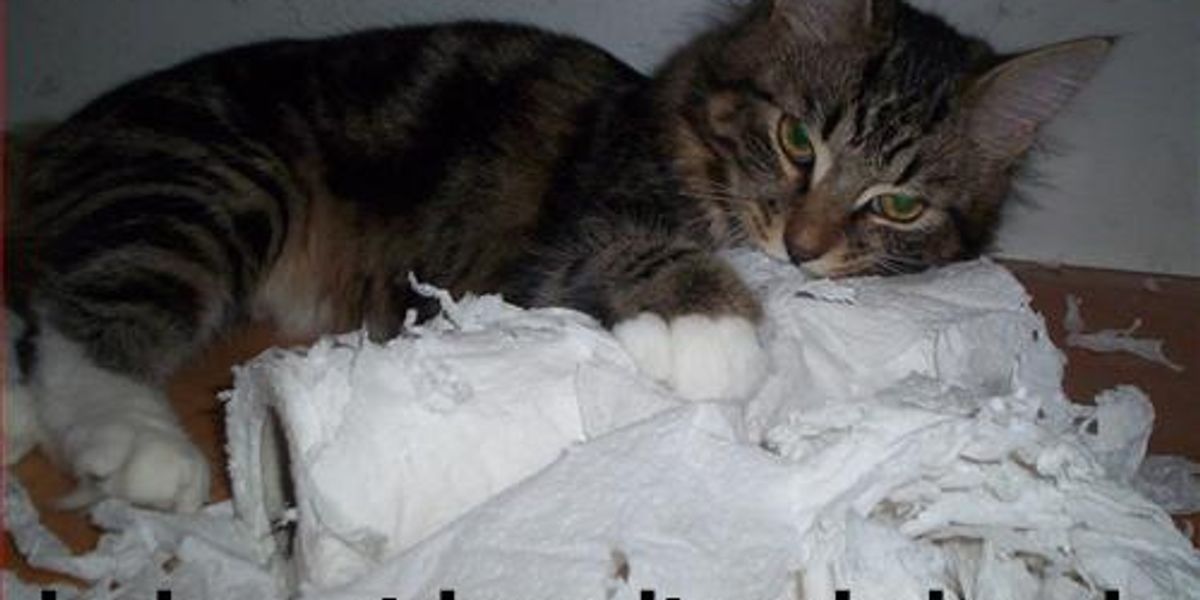 Tissue Terror How To Stop Cats From Shredding Toilet Paper Love Meow