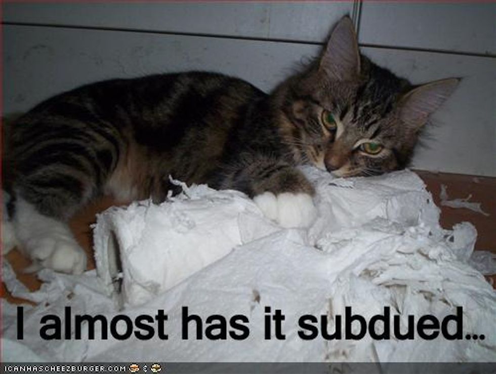 Tissue Terror How to Stop Cats from Shredding Toilet Paper