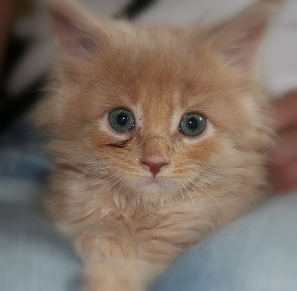 Community Helped Treat Homeless Man's Cat from Going Blind
