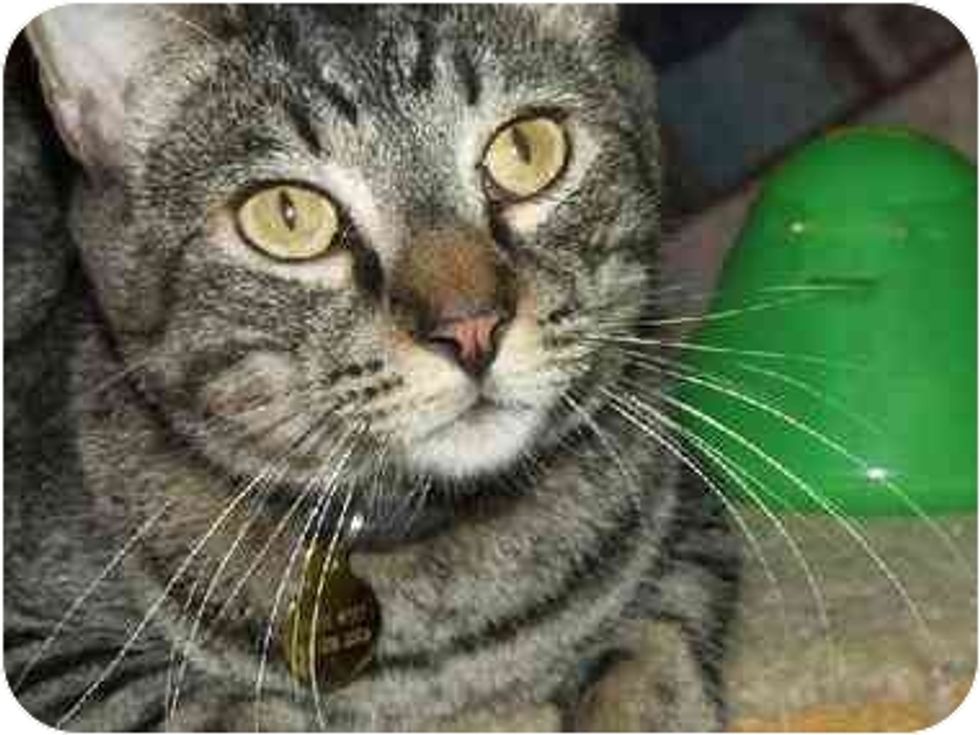 Shelter Cat Star of the Day Pirate Petey