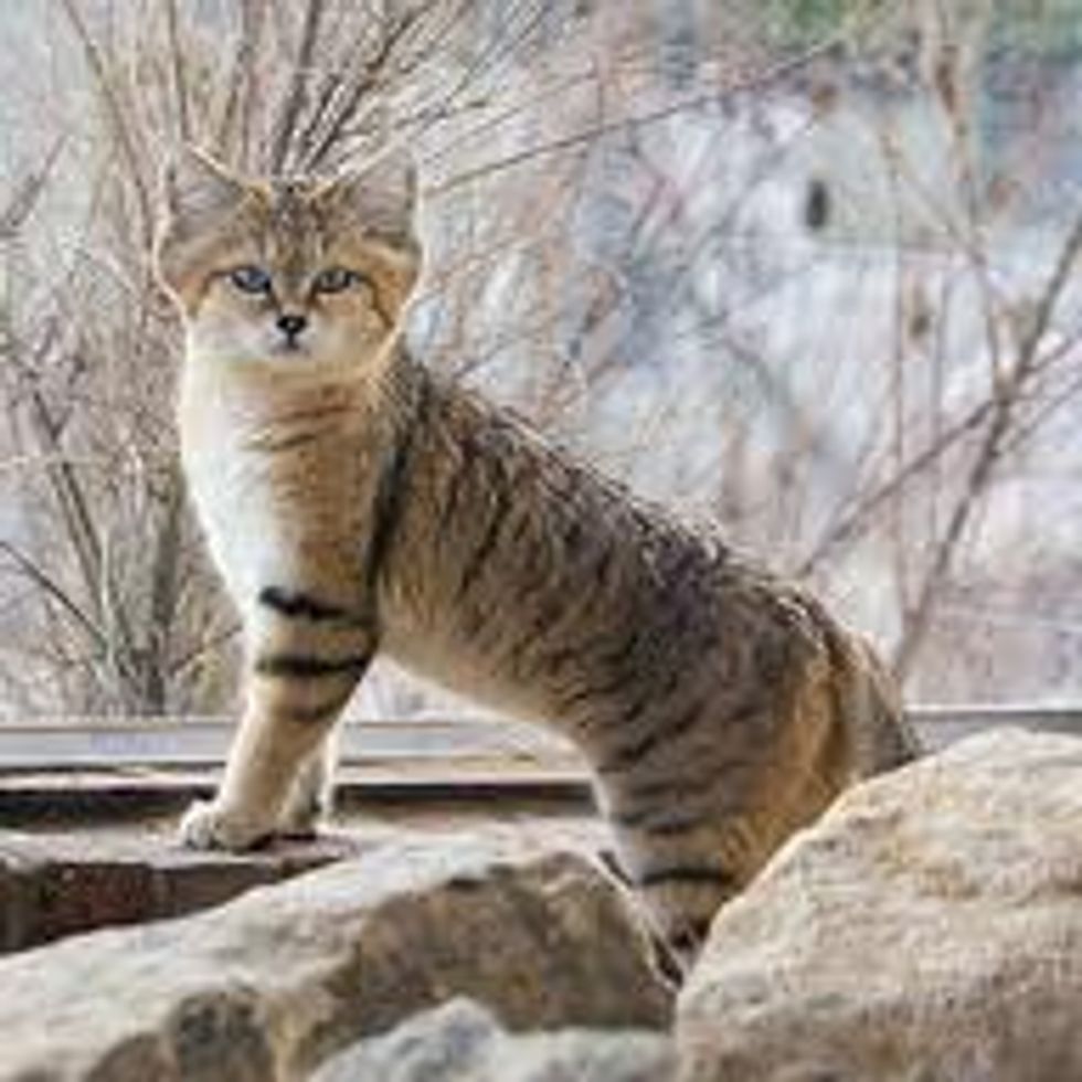 Sand Cat A Small Wild Cat Love Meow Sand Cat A Small Wild Cat Love Meow