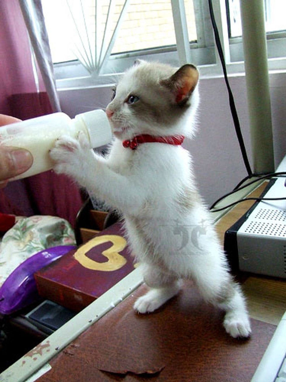 Video Kitten Drinking Kitty Milk