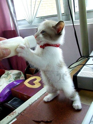 Kitten drinking 2025 milk from bottle